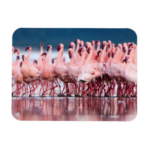 Große Gruppe von Zwergflamingos Magnet