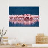 Große Gruppe von Zwergflamingos Poster (Küche)
