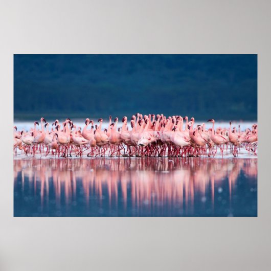 Große Gruppe von Zwergflamingos Poster (Vorne)