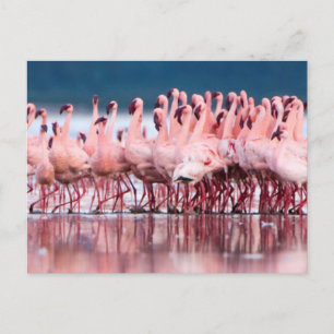 Große Gruppe von Zwergflamingos Postkarte