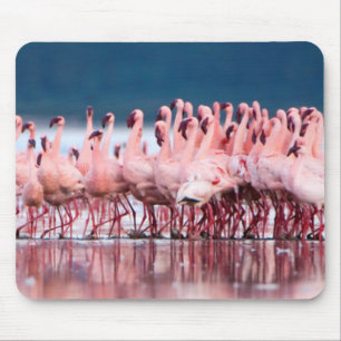 Große Gruppe Zwergflamingos Mousepad