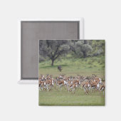 große Herde Springbock, Antidorcas marsupialis, Magnet (Vorderseite/Rückseite)