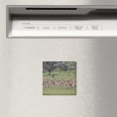 große Herde Springbock, Antidorcas marsupialis, Magnet (In Situ (Geschirrspüler))
