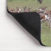große Herde Springbock, Antidorcas marsupialis, Mousepad (Ecke)