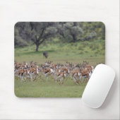 große Herde Springbock, Antidorcas marsupialis, Mousepad (Mit Mouse)