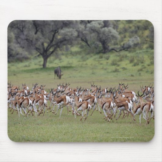große Herde Springbock, Antidorcas marsupialis, Mousepad (Vorne)