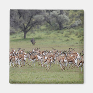 große Herde von Springbock, Antidorcas Magnet