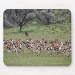 große Herde von Springbock, Antidorcas Mousepad