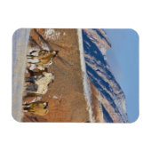 Große Hornberge, Pferde, die im Schnee laufen Magnet (Horizontal)