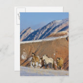 Große Hornberge, Pferde laufen Postkarte (Vorne/Hinten)