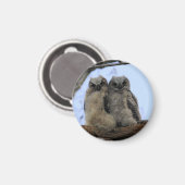 Große Horned Owl Chicks - Magnet (Vorderseite/Rückseite)