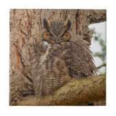 Große Horned Owl im Douglas Fir Fliese (Vorderseite)