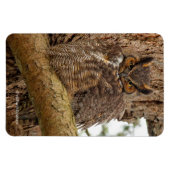Große Horned Owl im Douglas Fir Magnet (Horizontal)