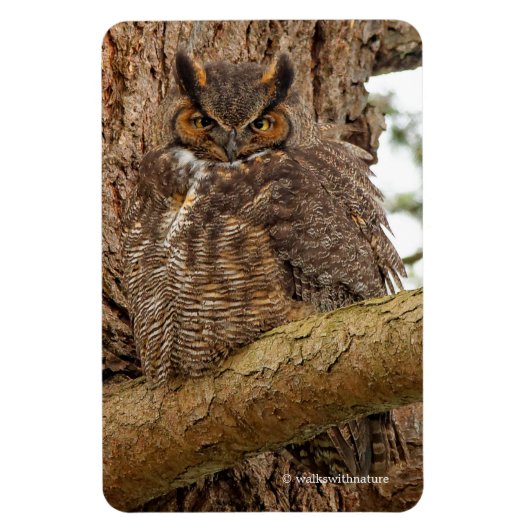 Große Horned Owl im Douglas Fir Magnet (Vertikal)
