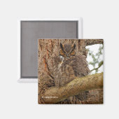 Große Horned Owl im Douglas Fir Magnet (Vorderseite/Rückseite)