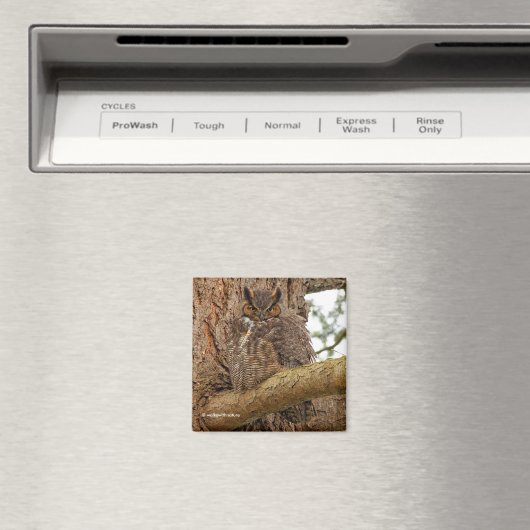 Große Horned Owl im Douglas Fir Magnet (In Situ (Geschirrspüler))