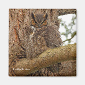Große Horned Owl im Douglas Fir Magnet (Vorne)