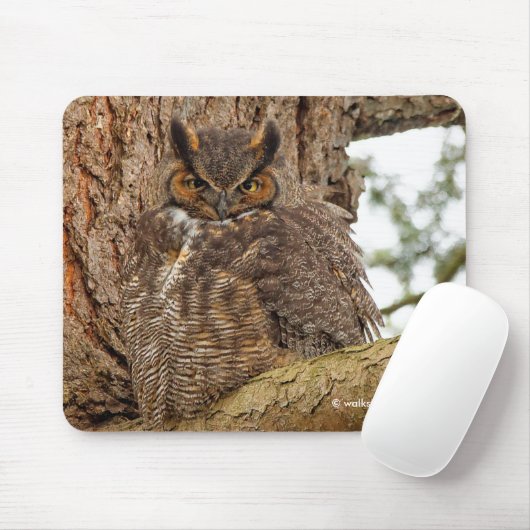 Große Horned Owl im Douglas Fir Mousepad (Mit Mouse)