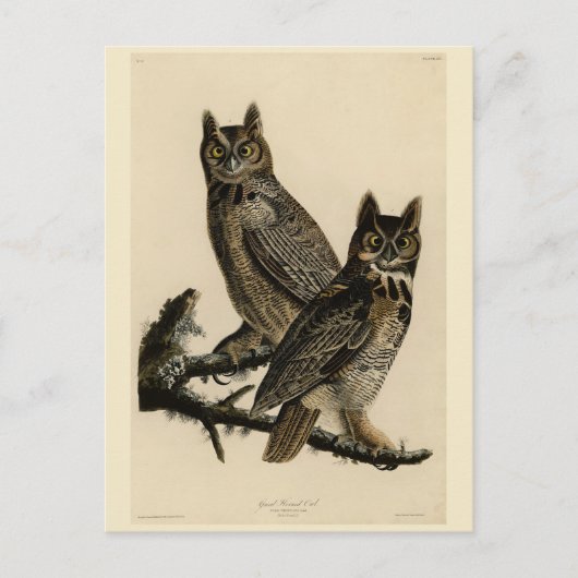 Große Horned Owl von Audubons Vögeln von Amerika Postkarte (Vorderseite)