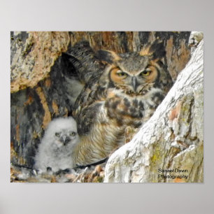 Große Hornhaut mit Owlet Poster