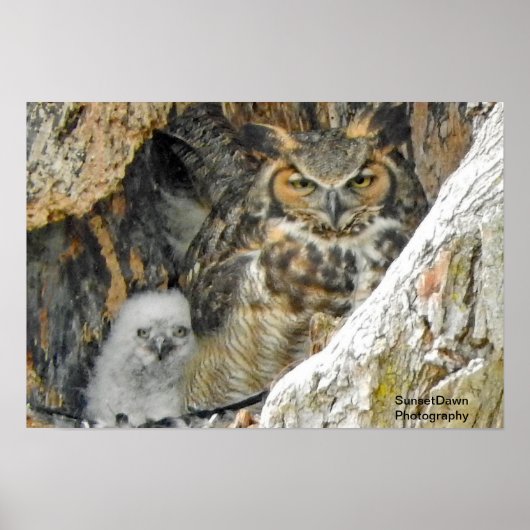 Große Hornhaut mit Owlet Poster (Vorne)