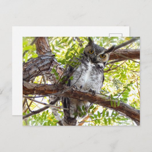 Große Hornhaut nach unten Postkarte (Vorne/Hinten)