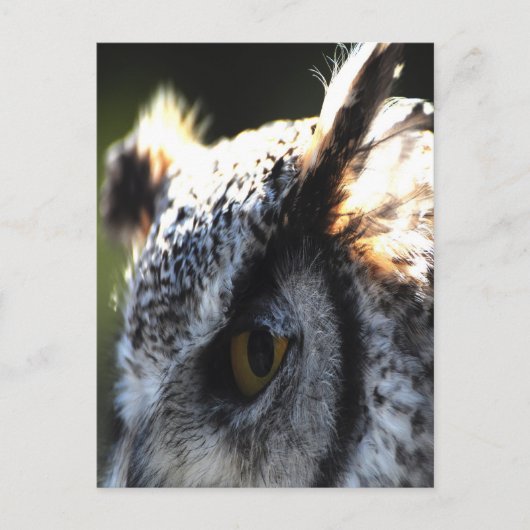 Große Hornschale 2 Postkarte (Vorderseite)