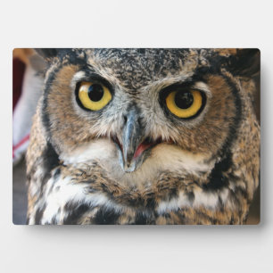 Große Hornschale (Bubo virginianus) Fotoplatte