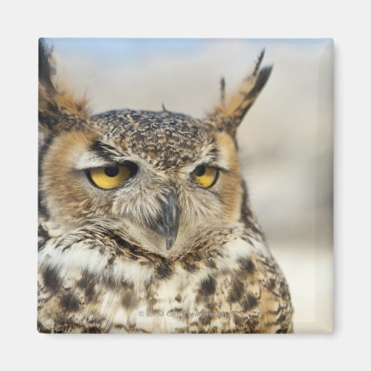 Große Hornschale (Bubo virginianus) Magnet (Vorne)