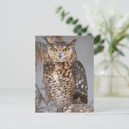 Große Hornschale (Bubo virginianus) Postkarte (Stehend Vorderseite)
