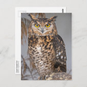 Große Hornschale (Bubo virginianus) Postkarte (Vorne/Hinten)