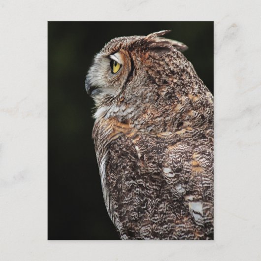 Große Hornschale (Bubo virginianus) Postkarte (Vorderseite)