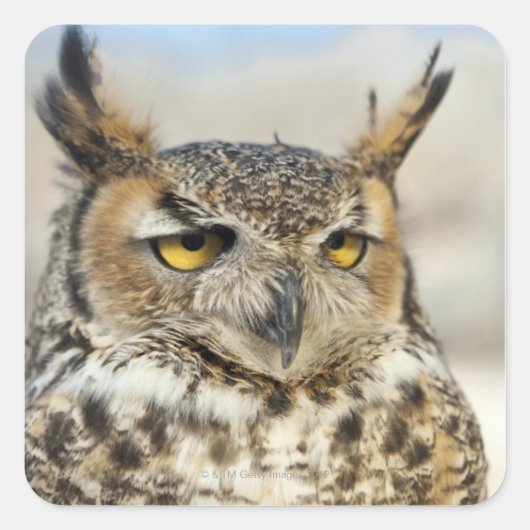 Große Hornschale (Bubo virginianus) Quadratischer Aufkleber (Vorderseite)