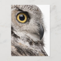 Große Hornschale - Bubo Virginianus Subarcticus