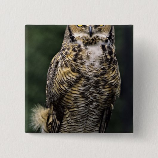 Große Hornschale (Bubo virginianus), Vollkörper Button (Vorderseite)