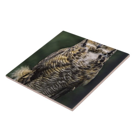 Große Hornschale (Bubo virginianus), Vollkörper Fliese (Seite)