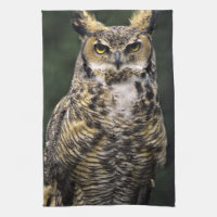 Große Hornschale (Bubo virginianus), Vollkörper