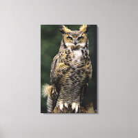 Große Hornschale (Bubo virginianus), Vollkörper