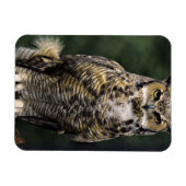 Große Hornschale (Bubo virginianus), Vollkörper Magnet (Horizontal)