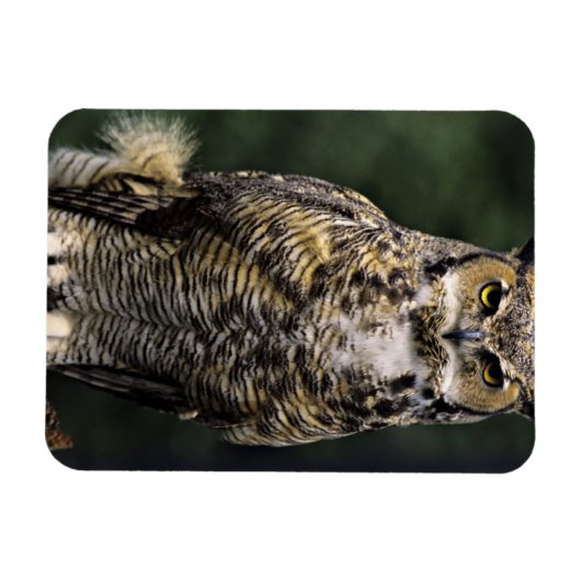 Große Hornschale (Bubo virginianus), Vollkörper Magnet (Horizontal)