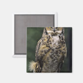 Große Hornschale (Bubo virginianus), Vollkörper Magnet (Vorderseite/Rückseite)
