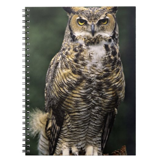 Große Hornschale (Bubo virginianus), Vollkörper Notizblock (Vorderseite)