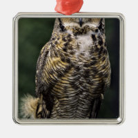 Große Hornschale (Bubo virginianus), Vollkörper