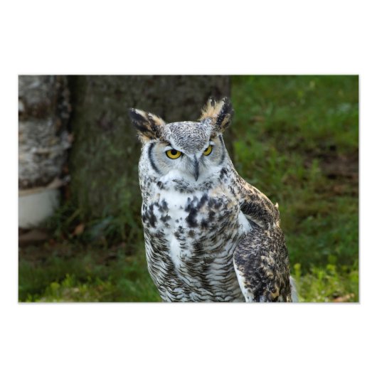 Große Hornschale Fotodruck (Vorne)