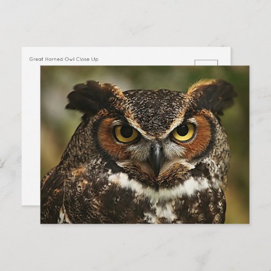 Große Hornschale Nah nach oben Postkarte (Vorne/Hinten)