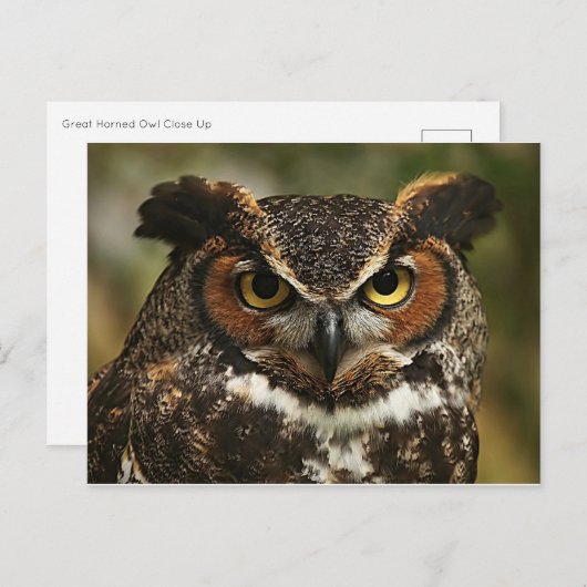 Große Hornschale Nah nach oben Postkarte (Vorne/Hinten)