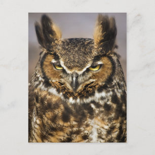 Große Hornschale Postkarte