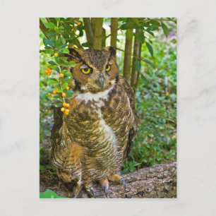 Große Hornschale Postkarte