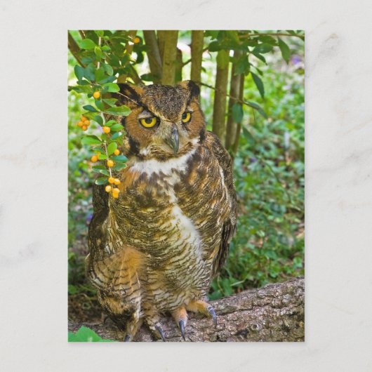Große Hornschale Postkarte (Vorderseite)