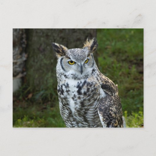 Große Hornschale Postkarte (Vorderseite)